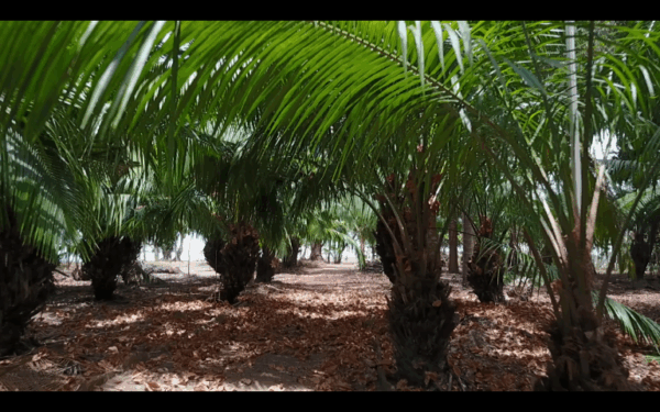 Lot #9 - Image 7