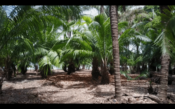 Lot #9 - Image 6