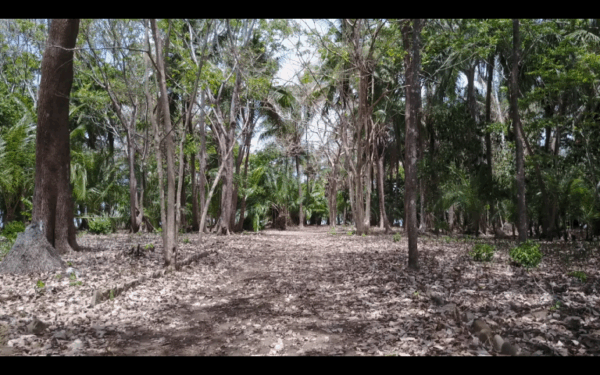 Lot #9 - Image 5